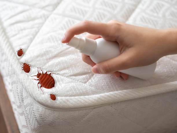 Best Flea Control Services  in Azalea Park, FL