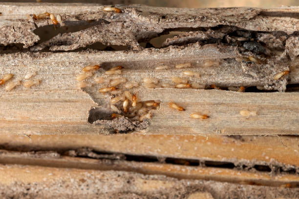 Trusted Azalea Park, FL Pest Control Experts